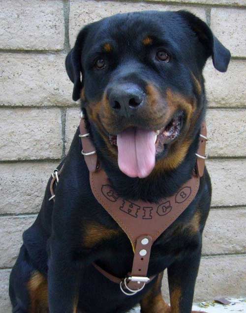 Lazer Engraved Dog Harness